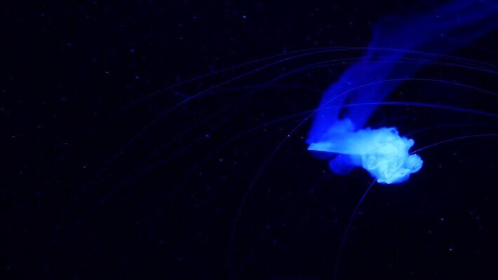 경사 사람없음 컬러풀 우주 수중 다양 흐름 에너지 생물학 역동적 네온 수족관 공상 형광등 해파리 광 리듬 무한 이국적 자외선 지속성 최면 반복 4K MP4 해외동영상 클립영상 교육 컬러 다수 컨셉 전등 자포동물 동영상 파일형식