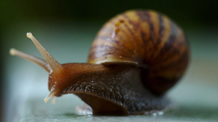 동물 야생동물 백그라운드 자연 연체동물 나선형 사람없음 야외 초록색 갈색 정원 껍질 흰색 땅 달팽이 덮기 느림 내추럴 로마인 식용 끈적임 4K MOV 해외동영상 클립영상 컬러 무늬 모션 무척추동물 인종 생태계 동영상 파일형식