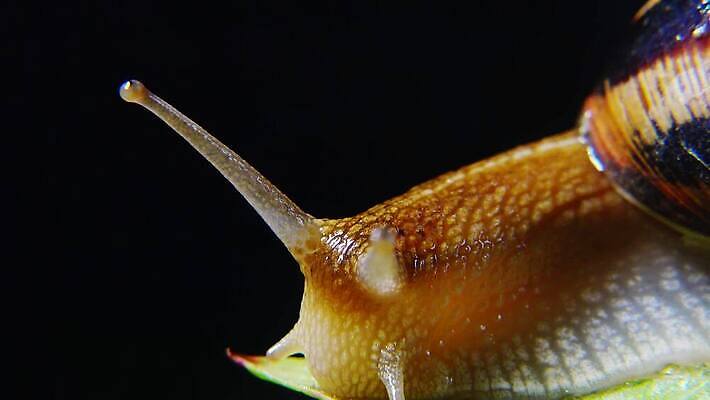 동물 야생동물 백그라운드 자연 연체동물 나선형 사람없음 야외 초록색 갈색 정원 젖음 껍질 덮기 느림 내추럴 기어가기 식용 끈적임 4K MP4 해외동영상 클립영상 컬러 무늬 모션 무척추동물 생태계 동영상 파일형식