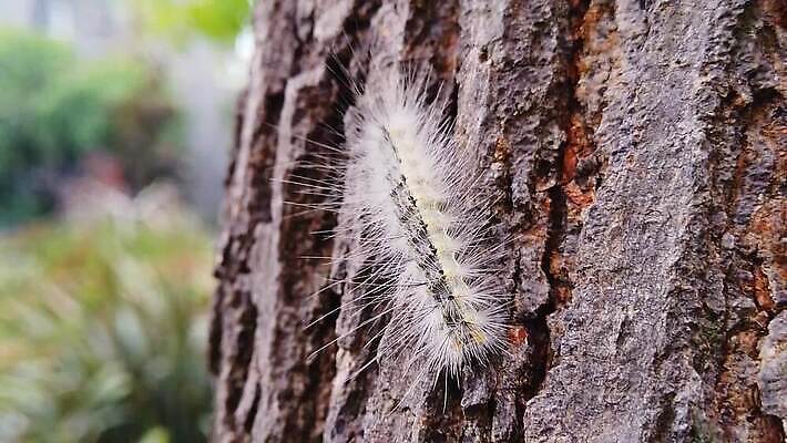 나무 동물 계절 곤충 신체 모션 자연 사람없음 목재 걷기 환경 웹 산책 가을 닫기 해충 벌레 관목 보케 나무껍질 애벌레 느림 나방 기어가기 블러효과 MP4 해외동영상 클립영상 식물 인터넷 재료 휴식 껍질 생태계 동영상 블러 파일형식 효과