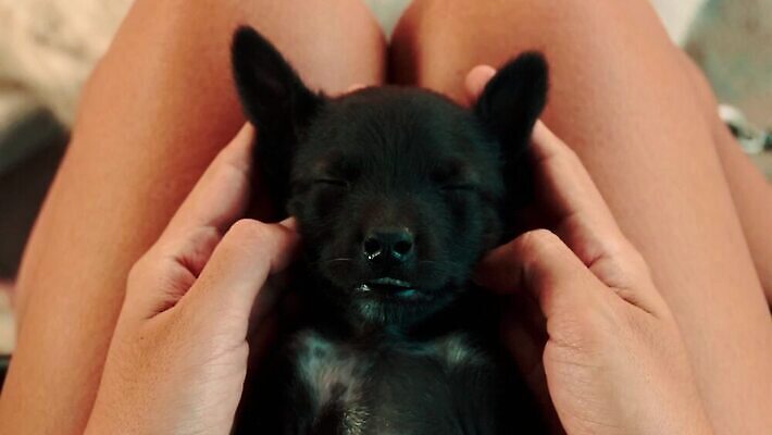 라이프스타일 웰빙 얼굴 휴식 건강 사랑 사람없음 반려동물 스파 터치 마사지 잠 고급 소중 머리위 몸단장 돌봄 HD MP4 해외동영상 슬로모션 클립영상 동물 감정 컨셉 모션 촬영기법 생활 신체부위 동영상 파일형식