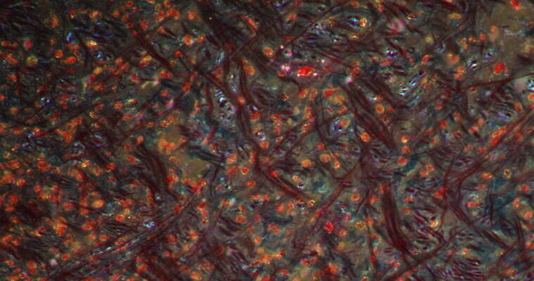 과학 이동 세포 사람없음 빨간색 약 시험 성장 조직 확대 양발 지원 4K 현미경관찰 MOV 해외동영상 클립영상 교육 컬러 컨셉 의학 관찰 동영상 파일형식