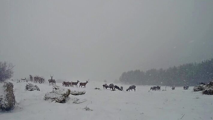 동물 계절 공원 남자 야생동물 겨울 포유류 자연 사슴 뿔 서기 풍경 사람없음 빨간색 달러 골짜기 추위 가을 흰색 황무지 숲 바퀴자국 사파리 꼬리 사냥 장면 눈보라 산악지대 웅장함 투쟁 MOV 해외동영상 클립영상 공공시설 컬러 돈 자국 모션 산 눈_날씨 사람 생태계 동영상 파일형식