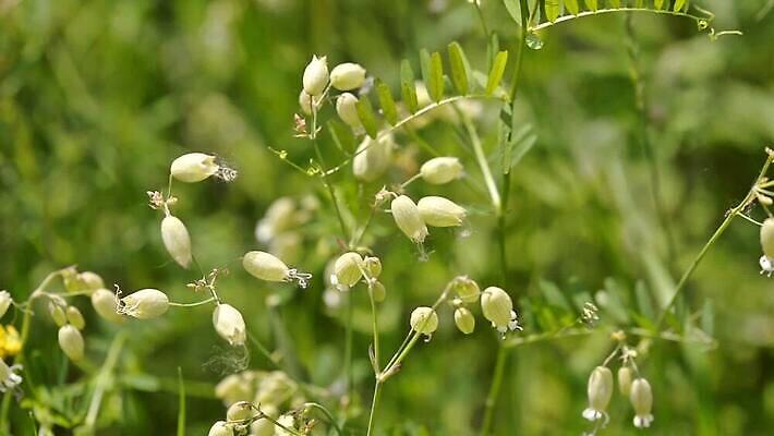 식물 꽃 야생동물 모션 자연 바람 날씨 초원 사람없음 초록색 여름 뷰티 갈색 봄 들꽃 벚꽃 흰색 허브 방광 MOV 해외동영상 클립영상 자연요소 동물 계절 컬러 비뇨기관 생태계 동영상 파일형식