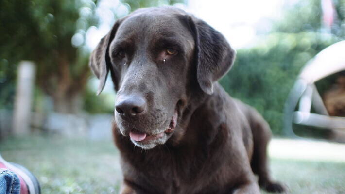 동물 로우앵글 공 포유류 잔디 사람없음 야외 여름 반려동물 장난감 갈색 개 리트리버 테니스공 래브라도리트리버 뒤뜰 4K MOV 해외동영상 클립영상 식물 계절 뷰포인트 컬러 테니스용품 동영상 파일형식