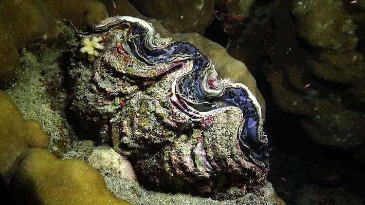 동물 야생동물 모래 바다 자연 조개 연체동물 이집트 어류 사람없음 빨간색 물 파란색 뷰티 환경 바닷속 수중 수영 껍질 산호 산호초 큼 다이빙 스쿠버다이빙 소금 암초 홍해 폴리네시아 거인 깊이 4K MP4 해외동영상 클립영상 자연요소 컬러 아프리카 어패류 무척추동물 수중동물 수상스포츠 수중식물 오세아니아 자포동물 크기 생태계 동영상 수중스포츠 파일형식