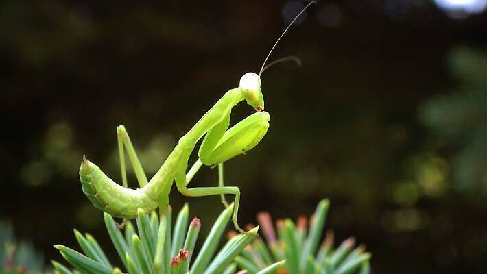 동물 여자 야생동물 곤충 잎 절지류 자연 무척추동물 안테나 사람없음 초록색 흰색 기도 육식동물 포식 4K MP4 해외동영상 클립영상 식물 컬러 통신 사람 생태계 동영상 파일형식