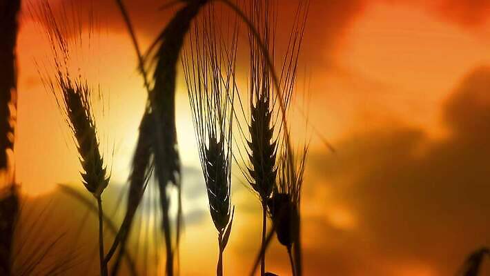 식물 실루엣 농업 사람없음 농작물 일몰 밀 4K MP4 해외동영상 클립영상 산업 곡류 촬영기법 노을 동영상 파일형식