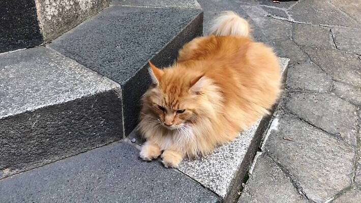 동물 응시 장난 포유류 놀이 휴식 거리 주택 털 사람없음 야외 반려동물 태양 계단 맑음 고양이 이탈리아 도시 피부 만족 박물관 단계 밀라노 MP4 해외동영상 클립영상 자연요소 시선 감정 유럽 컨셉 날씨 건물 신체부위 동영상 파일형식