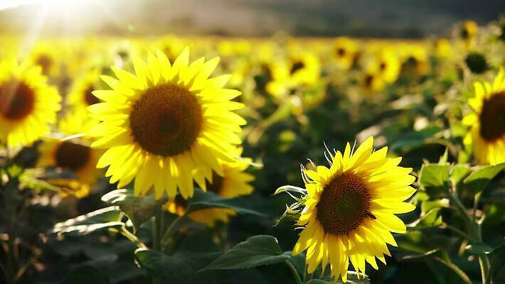 식물 동물 직업 모자 꽃잎 꽃 곤충 백그라운드 잎 밭 농업 자연 하늘 해바라기 노동자 프레임 건강 풍경 취미 사람없음 초록색 여름 파란색 컬러풀 노란색 환경 정원 일몰 잡기 업무 작업 개화 벌 유기농 꽃가루 꿀 벌집 내추럴 그리너리 4K MP4 해외동영상 클립영상 웰빙 잡화 계절 산업 컬러 모션 노을 가루 생태계 동영상 파일형식 트랜드컬러