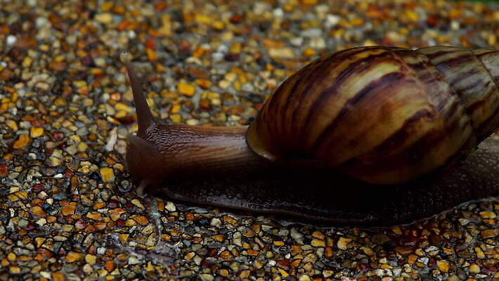 야생동물 백그라운드 연체동물 나선형 사람없음 야외 갈색 껍질 느림 식용 끈적임 4K MOV 해외동영상 클립영상 동물 컬러 무늬 무척추동물 동영상 파일형식