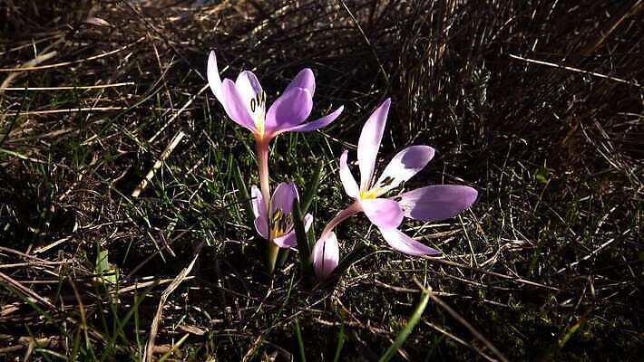 식물 꽃 분홍색 컬러 백그라운드 꽃무늬 자연 초원 사람없음 장식 초록색 뷰티 정원 보라색 봄 벚꽃 가을 개화 마법 스텝 4K MP4 해외동영상 클립영상 계절 무늬 생태계 동영상 파일형식