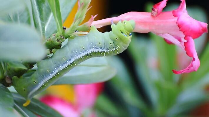 나무 식물 동물 야생동물 컬러 나비 곤충 백그라운드 잎 자연 조류 생물 무척추동물 사람없음 초록색 컬러풀 장미 갈색 노란색 귀여움 정원 검은색 사막 나뭇가지 해충 벌레 진달래 먹기 묘사 꼬리 애벌레 나방 내추럴 기어가기 거짓 변태 못생김 MOV 해외동영상 클립영상 꽃 컨셉 모션 생태계 동영상 파일형식
