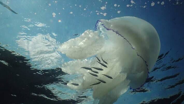 동물 야생동물 바다 자연 생물 무척추동물 통 어류 사람없음 물 파란색 환경 바닷속 수중 수영 투명 지중해 생태계 생물학 젤리 촉수 해파리 해마 생태학 소금물 4K 수중영상 MP4 해외동영상 클립영상 자연요소 교육 컬러 디저트 바다동물 수중동물 수상스포츠 자포동물 동영상 파일형식