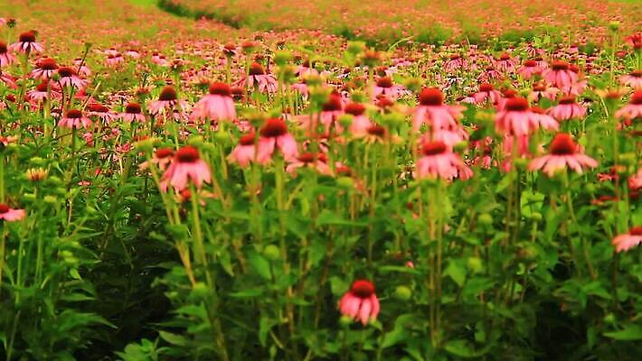 식물 꽃잎 꽃 분홍색 백그라운드 오렌지 자연 사람없음 빨간색 초록색 보라색 미국 봄 흰색 가시 닫기 약초 정상 허브 꿀 내추럴 고립 자연요법 혼자 MOV 해외동영상 클립영상 계절 컬러 북아메리카 과일 모션 풀_식물 생태계 동영상 파일형식