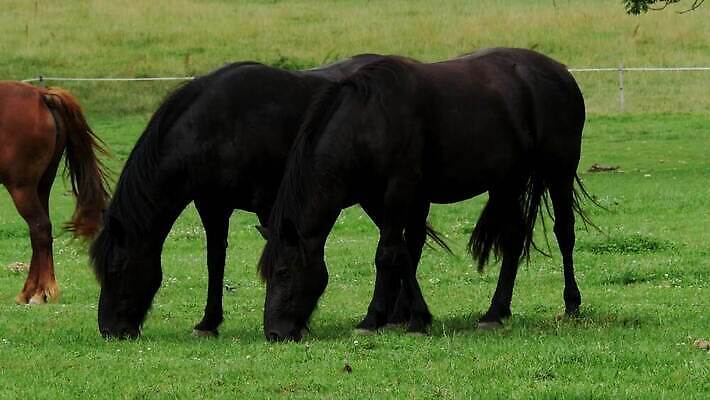 동물 밭 농업 포유류 자연 하늘 서기 사람없음 야외 초록색 농장 농경지 갈색 평화 목장 시골 승마 방목 먹기 갈기 내추럴 유래 4K 순혈 MP4 해외동영상 클립영상 산업 스포츠 컬러 컨셉 모션 축산업 생태계 동영상 파일형식
