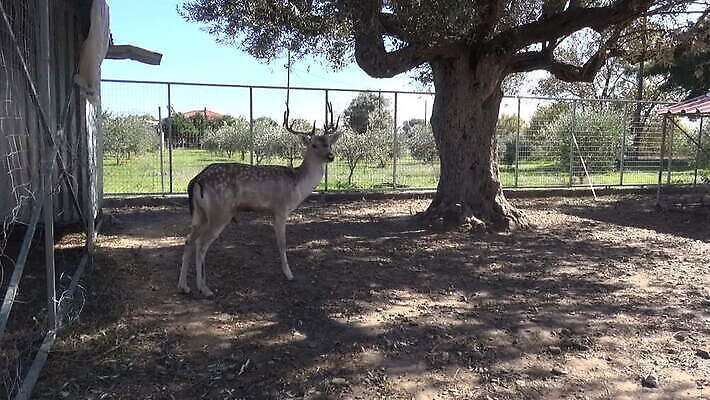 동물 포유류 뿔 사람없음 농장 가축 동물상 아기사슴 MOV 해외동영상 클립영상 새끼 농업 사슴 조형물 동영상 파일형식