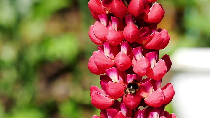식물 동물 꽃 곤충 백그라운드 꽃무늬 자연 사람없음 초록색 보라색 봄 벚꽃 개화 수분 제비꽃 꽃가루 꿀 내추럴 호박벌 MOV 해외동영상 클립영상 계절 컬러 무늬 벌_곤충 가루 생태계 동영상 파일형식