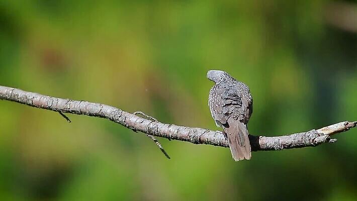 동물 아시아 야생동물 노래 태국 자연 조류 사람없음 중국 비둘기 버마 보호구역 스리랑카 MOV 해외동영상 클립영상 나라 음악 생태계 동영상 구역 파일형식