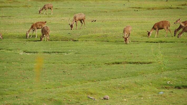 동물 남자 야생동물 밭 농업 포유류 자연 산 털 뿔 동양인 사람없음 초록색 머리 환경 정원 맑음 가축 봄 시골 선탠 군중 숲 방목 먹기 생태계 사냥 서식지 내추럴 동물상 아기사슴 암사슴 많음 4K MP4 해외동영상 클립영상 계절 산업 새끼 컬러 컨셉 모션 날씨 사슴 사람 인종 신체부위 조형물 축산업 암컷 동영상 파일형식