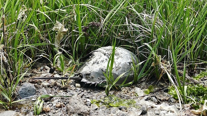 식물 동물 외관 계절 컬러 백그라운드 밭 자연 사람없음 야외 초록색 물 환경 맑음 봄 게 닫기 내추럴 숨기 편자 4K MP4 해외동영상 클립영상 자연요소 농업 모션 날씨 갑각류 생태계 동영상 말발굽 파일형식