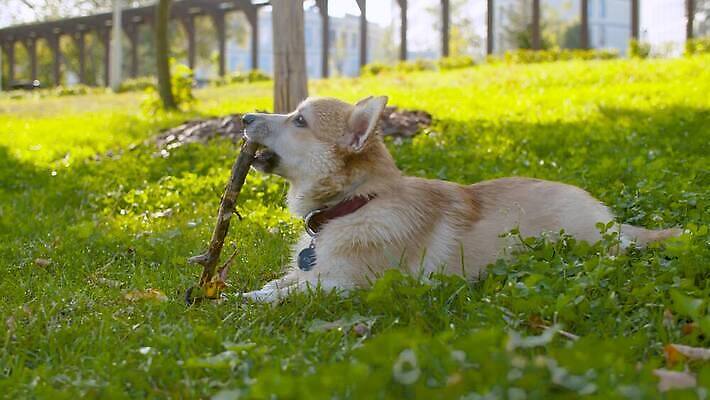 동물 공원 행복 장난 포유류 자연 놀이 사랑 잔디 사람없음 야외 초록색 반려동물 맑음 기쁨 에너지 막대기 개 치아 송곳니 기르기 4K 순혈 MOV 해외동영상 클립영상 식물 공공시설 감정 컬러 날씨 소화기관 생태계 동영상 돌봄 파일형식