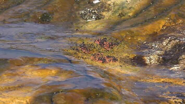 오렌지 자연 파노라마 풍경 사람없음 초록색 물 반사 에너지 안개 뜨거움 액체 해조류 재산 더위 폭발 당구 화산 갈기 대야 박테리아 동물상 와이오밍 지열 지질학 4K MP4 해외동영상 클립영상 자연요소 교육 컬러 과일 의학 날씨 산 촬영기법 금융 조형물 구기 해양식물 생태계 동영상 파일형식