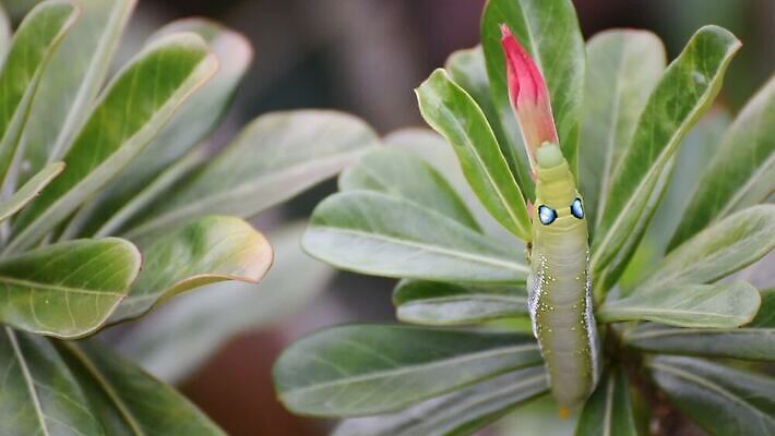 나무 식물 동물 야생동물 음식 컬러 나비 곤충 백그라운드 잎 자연 조류 생물 무척추동물 사람없음 초록색 컬러풀 장미 갈색 노란색 귀여움 정원 검은색 사막 나뭇가지 해충 벌레 진달래 먹기 묘사 꼬리 애벌레 나방 내추럴 기어가기 거짓 변태 못생김 MOV 해외동영상 클립영상 꽃 컨셉 모션 생태계 동영상 파일형식