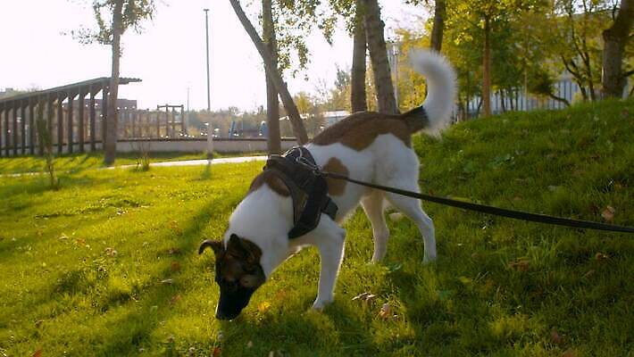 나무 동물 공원 행복 자연 사람없음 야외 초록색 반려동물 맑음 산책 도시 최고 개 가죽 스마트 만족 냄새 바둑 주인 송곳니 총구 4K MOV 해외동영상 슬로모션 클립영상 식물 공공시설 감정 컬러 컨셉 포유류 놀이 날씨 휴식 촬영기법 치아 생태계 동영상 파일형식