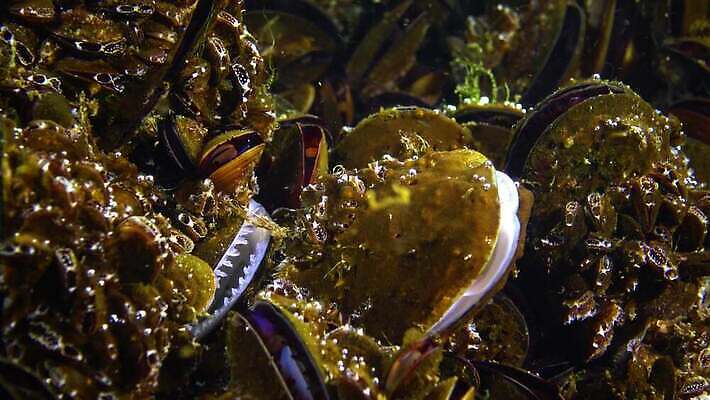 동물 바다 자연 조개 바닥 연체동물 무척추동물 사람없음 환경 수중 껍질 그룹 소라 해산물 홍합 수경재배 식민지 식용 4K 저서생물 MP4 해외동영상 클립영상 어패류 생물 생태계 동영상 파일형식