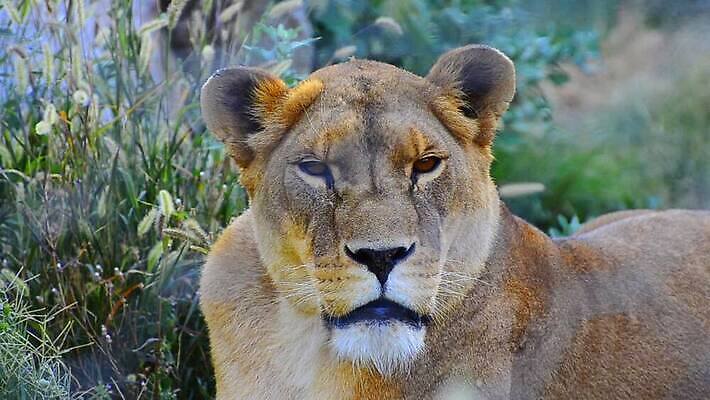 동물 공원 여자 남자 야생동물 새끼 포유류 아프리카 자연 아침 동물원 초원 사람없음 야외 빛 햇빛 노란색 일출 환경 고양이 일몰 게임 황무지 보호 위험 사자 큼 사파리 육식동물 5 사자자리 내추럴 동물상 사바나 세렝게티 암사자 전국 탄자니아 MOV 해외동영상 클립영상 주간 공공시설 나라 컬러 컨셉 놀이 사람 반려동물 태양 조형물 숫자 노을 별자리 크기 암컷 생태계 동영상 파일형식