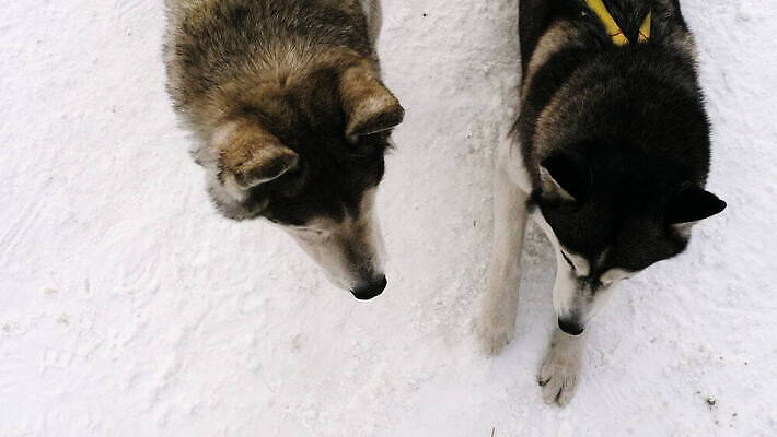 동물 스포츠 포즈 2 겨울 포유류 자연 털 사람없음 야외 반려동물 달리기 경쟁 회색 추위 흰색 쌍 개 정상 혀 북극 썰매 마차 썰매타기 알래스카 송곳니 기르기 시베리아 유래 4K MOV 해외동영상 클립영상 레이스천 계절 교통수단 컬러 컨셉 모션 전통놀이 미국 직물 입 치아 극지방 생태계 동영상 돌봄 파일형식