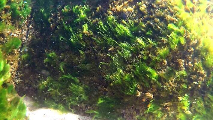 식물 파도 사람없음 물 맑음 수중 바위 해조류 암초 동영상 발트해 MP4 해외동영상 클립영상 자연요소 바다 날씨 북유럽 해양식물 파일형식