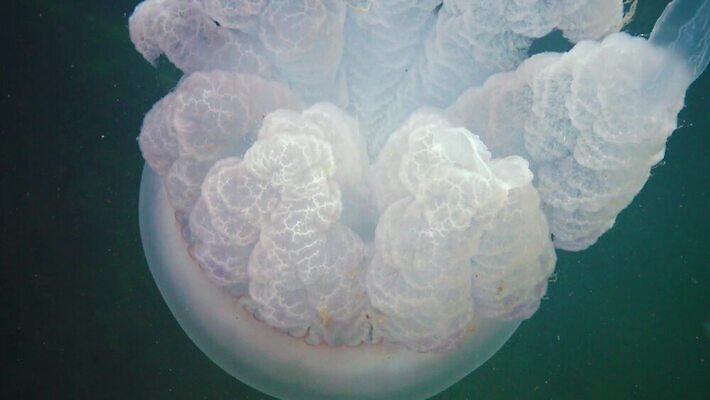 동물 야생동물 바다 무척추동물 사람없음 물 세계 환경 바닷속 수중 생물학 젤리 해파리 해마 생태학 4K 수중영상 MP4 해외동영상 클립영상 자연요소 교육 디저트 바다동물 자포동물 동영상 파일형식