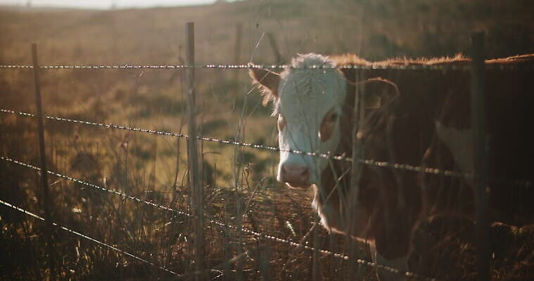 동물 밭 농업 건조 풍경 초원 사람없음 여름 울타리 갈색 가축 일몰 소고기 소 방목 땅 송아지 기르기 4K MOV 해외동영상 슬로모션 클립영상 계절 산업 새끼 컬러 포유류 촬영기법 육류 담장 노을 축산업 동영상 돌봄 파일형식