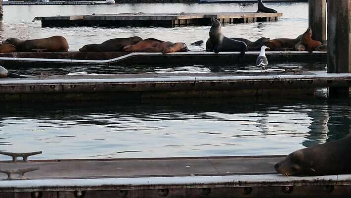 동물 야생동물 바다 자연 갈매기 조류 휴식 사람없음 물 항구 미국 일몰 자유 잠 군중 물개 낮잠 캘리포니아 태평양 서식지 동물상 식민지 많음 4K 오션사이드 MP4 해외동영상 클립영상 자연요소 컨셉 북아메리카 포유류 교통시설 사람 조형물 노을 바다동물 생태계 동영상 파일형식