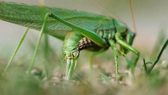 식물 동물 곤충 날개 자연 무척추동물 안테나 앉기 사람없음 야외 초록색 여름 칼날 해충 메뚜기 4K MOV 해외동영상 클립영상 계절 컬러 통신 모션 벌레 생태계 동영상 파일형식
