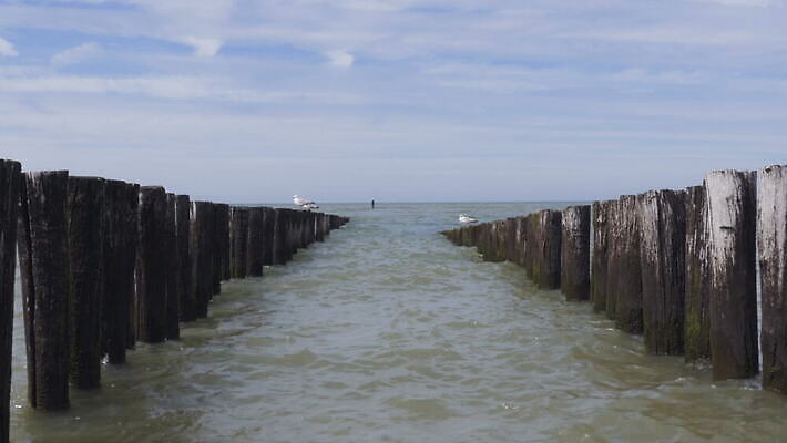 동물 구름 야생동물 파도 자연 갈매기 조류 하늘 바람 거리 따뜻함 사람없음 목재 물 여름 평화 맑음 고요 해조류 네덜란드 통나무 육식동물 대서양 나루 수평선 4K MOV 해외동영상 클립영상 자연요소 나무 계절 유럽 바다 컨셉 재료 날씨 해양식물 생태계 동영상 파일형식