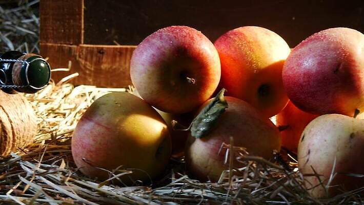 전통 음료 음식 과일 재료 건강 사람없음 농장 주스 낭만 수확 시골 긴급 알코올 신선 달콤 사과 상품 유기농 밀짚 내추럴 노르망디 바이오 숙성 식초 핸드메이드 4K MP4 해외동영상 클립영상 웰빙 컨셉 농업 맛 짚 동영상 파일형식