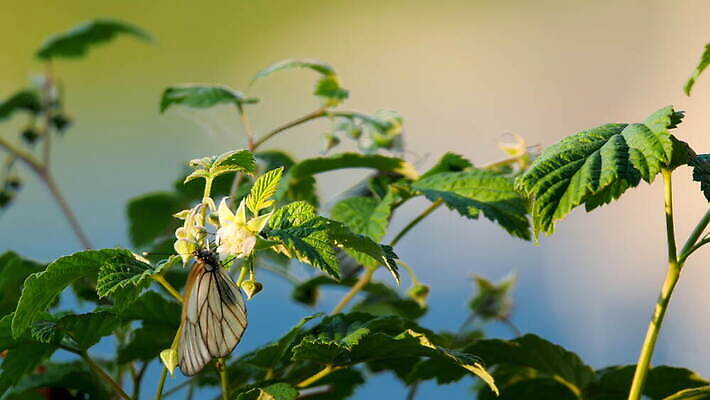 식물 계절 꽃 야생동물 컬러 나비 곤충 꽃무늬 자연 초원 사람없음 초록색 여름 보라색 봄 벚꽃 흰색 점 산딸기 내추럴 4K MOV 해외동영상 클립영상 동물 무늬 과일 생태계 동영상 파일형식