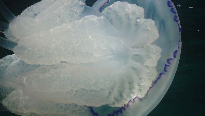 동물 야생동물 바다 자연 생물 무척추동물 통 어류 사람없음 물 파란색 환경 바닷속 수중 수영 투명 지중해 생태계 생물학 젤리 촉수 해파리 해마 생태학 소금물 4K 수중영상 MP4 해외동영상 클립영상 자연요소 교육 컬러 디저트 바다동물 수중동물 수상스포츠 자포동물 동영상 파일형식