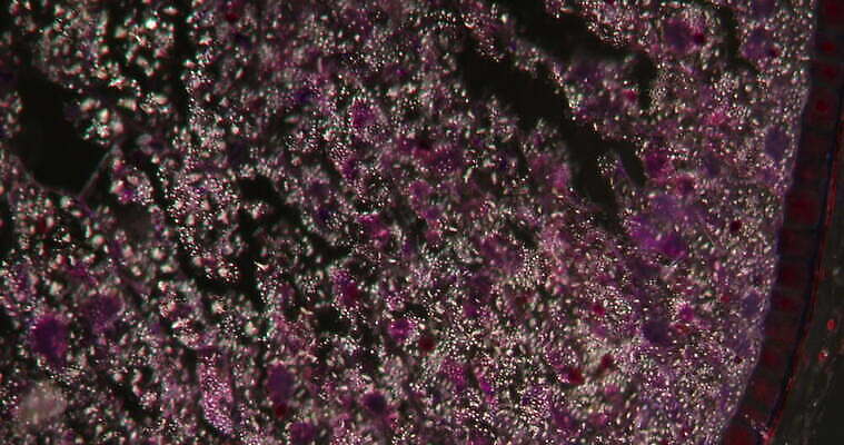 식물 꽃 과학 이동 패턴 세포 사람없음 빨간색 초록색 시험 성장 조직 횡단보도 확대 굽기 먹기 밀가루 녹말 지원 4K 현미경관찰 MOV 해외동영상 클립영상 교육 컬러 컨셉 무늬 모션 관찰 보행로 가루 구이 동영상 파일형식