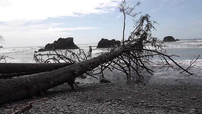 나무 공원 모래 바다 여행 백그라운드 올림픽 자연 하늘 사람없음 야외 목재 물 파란색 미국 죽음 태평양 로스앤젤레스 워싱턴 전국 4K MP4 해외동영상 클립영상 자연요소 식물 공공시설 스포츠 컬러 북아메리카 재료 생태계 동영상 파일형식