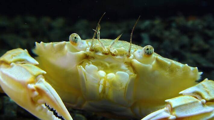 동물 야생동물 바다 과학 절지류 새우 무척추동물 갑각류 사람없음 물 세계 환경 바닷속 수중 수영 게 가재 생물학 암 동물상 발톱 생태학 4K 수중영상 MP4 해외동영상 클립영상 자연요소 교육 발 조형물 수상스포츠 질병 동영상 파일형식