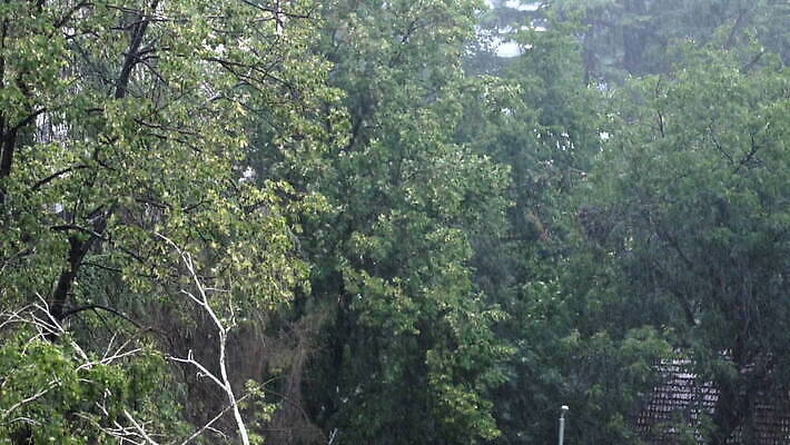 나무 식물 계절 공원 백그라운드 잎 모션 자연 바람 날씨 풍경 사람없음 야외 초록색 물 여름 환경 힘 봄 젖음 가을 물방울 분위기 붓기 떨어짐 위험 열대우림 빗방울 질감 폭풍 무거움 흐림 내추럴 우울증 재앙 허리케인 MOV 해외동영상 클립영상 자연요소 공공시설 컬러 컨셉 비_날씨 무게 질병 숲 자연재해 생태계 동영상 파일형식