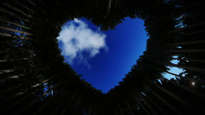 모양 식물 백그라운드 잎 자연 하늘 사랑 사람없음 햇빛 태양 3D 하트 4K 타임랩스 MOV 해외동영상 클립영상 자연요소 감정 촬영기법 디지털합성 생태계 동영상 파일형식