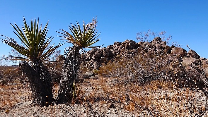 나무 식물 구름 공원 여행 자연 선인장 건조 국립공원 풍경 사람없음 미국 사막 암석 뜨거움 캘리포니아 지역 전국 4K MP4 해외동영상 클립영상 자연요소 공공시설 북아메리카 돌_바위 생태계 동영상 파일형식