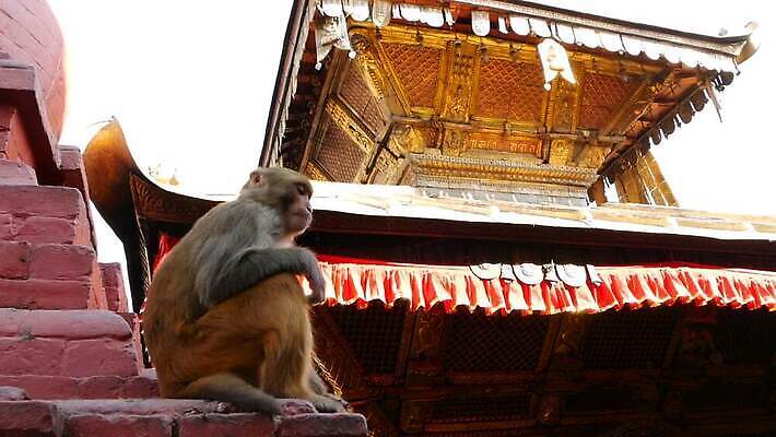 동물 전통 외관 아시아 종교 문화 야생동물 벽 여행 불교 건축양식 포유류 생물 앉기 동양인 사람없음 야외 믿음 침묵 원숭이 표현 사찰 재산 황금 작음 심볼 호기심 네팔 유인원 내추럴 보호구역 사리탑 숭배 신앙심 전국 카트만두 힌두교 카피스페이스 MOV 해외동영상 클립영상 건축 감정 나라 컨셉 종교건축 모션 인종 금융 탑 소리 공백 크기 동영상 구역 파일형식