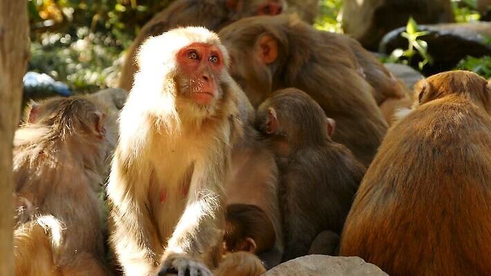 동물 공원 아시아 야생동물 여행 포유류 가족 자연 휴식 털 함께함 동물원 앉기 사람없음 야외 햇빛 자유 원숭이 아기 그룹 숲 작음 모피 부드러움 암초 유인원 원시시대 내추럴 돌봄 많음 MOV 해외동영상 클립영상 공공시설 나라 컨셉 관계 모션 사람 태양 감각 역사 크기 생태계 동영상 파일형식