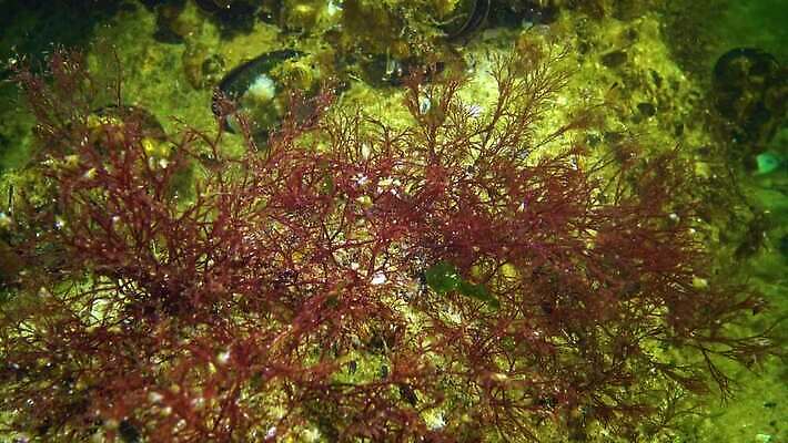 식물 야생동물 바다 자연 사람없음 초록색 물 바닷속 수중 해조류 생태계 광합성 산화 생태학 소금물 4K 수중영상 MP4 해외동영상 클립영상 자연요소 동물 교육 컬러 해양식물 동영상 파일형식